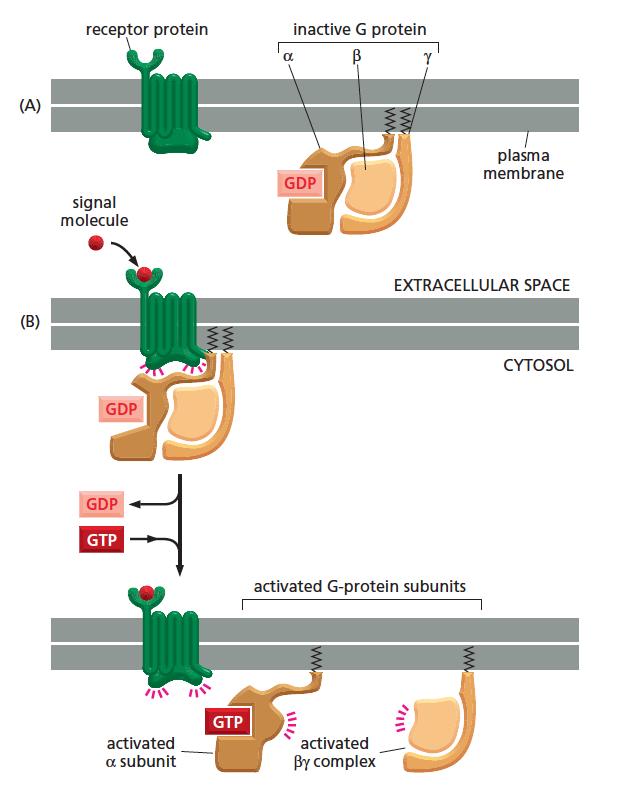 Mecanismo de abvação das Proteínas G
