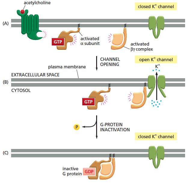 Proteínas G regulam canais iônicos AceBlcolina Canal de K + fechado Canal de K + aberto Célula