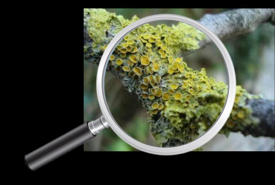 Apresentação Os liquens são associações entre algas e fungos, enquanto a alga fornece alimento para que o fungo sobreviva, o fungo