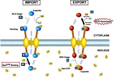 complexo RNA-Proteína + Exportina ENVOLTÓRIO NUCLEAR Trânsito entre o núcleo e citoplasma Ran controla o sentido de Translocação da mol.