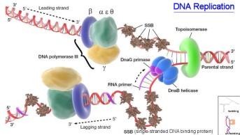 Histonas Ligadas ao DNA Dispersas no nucleoplasma