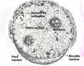 Presença do endoesqueleto : matriz nuclear Proteínas