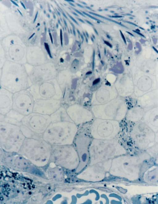 Células de Sertoli - apóiam-se na membrana basal,