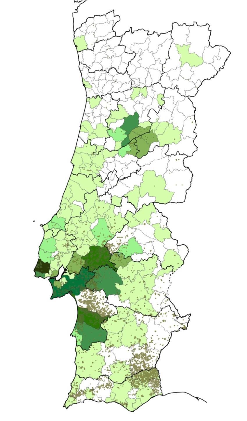 de pinha por concelho 3.