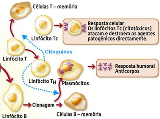 Linfócito T CD8