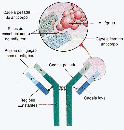 anticorpos Os