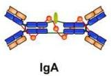 Nas suas quatro formas, proporciona a principal imunidade baseada em anticorpos contra os antigénios
