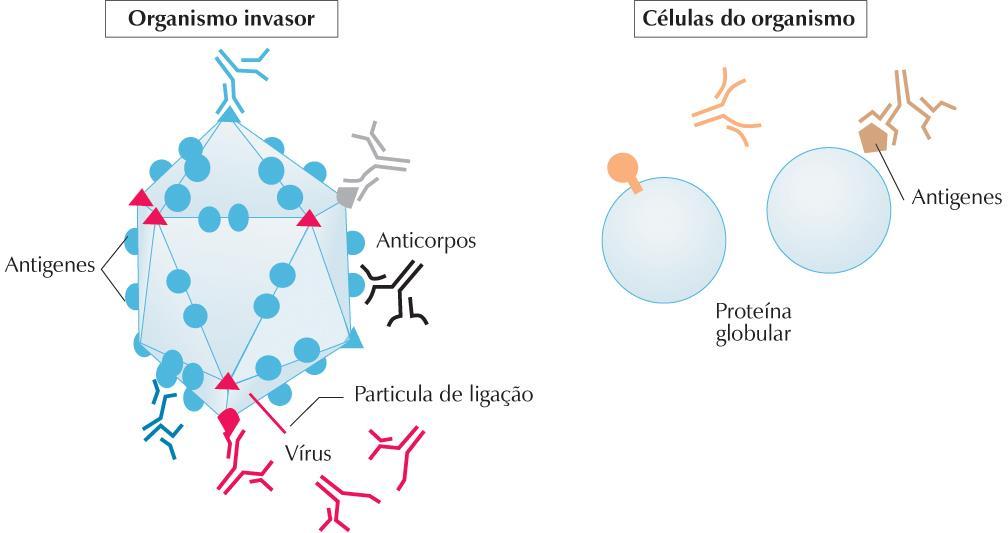 De que forma o organismo humano distingue as suas células dos organismos invasores?