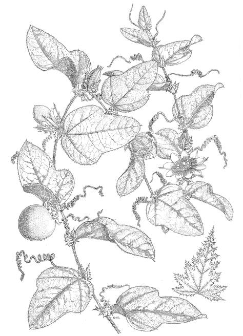 Sinopse taxonômica das Passifloraceae Juss. no complexo de cerrado... 155 B 2 cm 1 cm A Figs. 6 A, B.