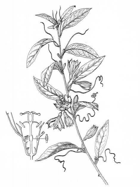 Sinopse taxonômica das Passifloraceae Juss. no complexo de cerrado... 149 1 cm B 3 cm A Figs. 2 A, B.