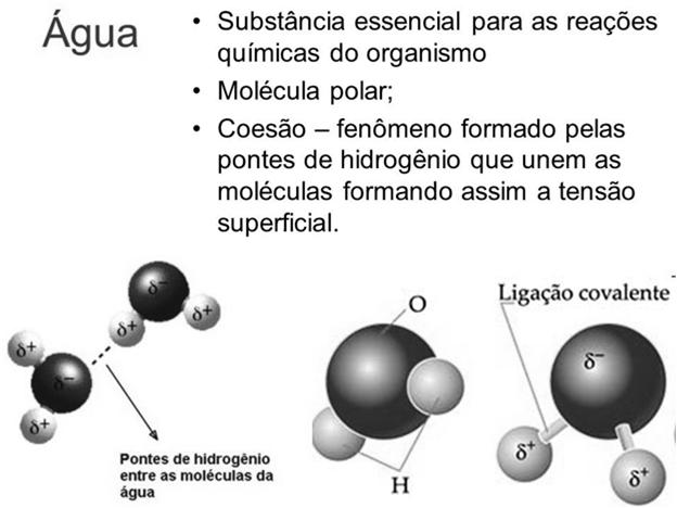 (ponte) de hidrogênio ( hydrogen bounding ).