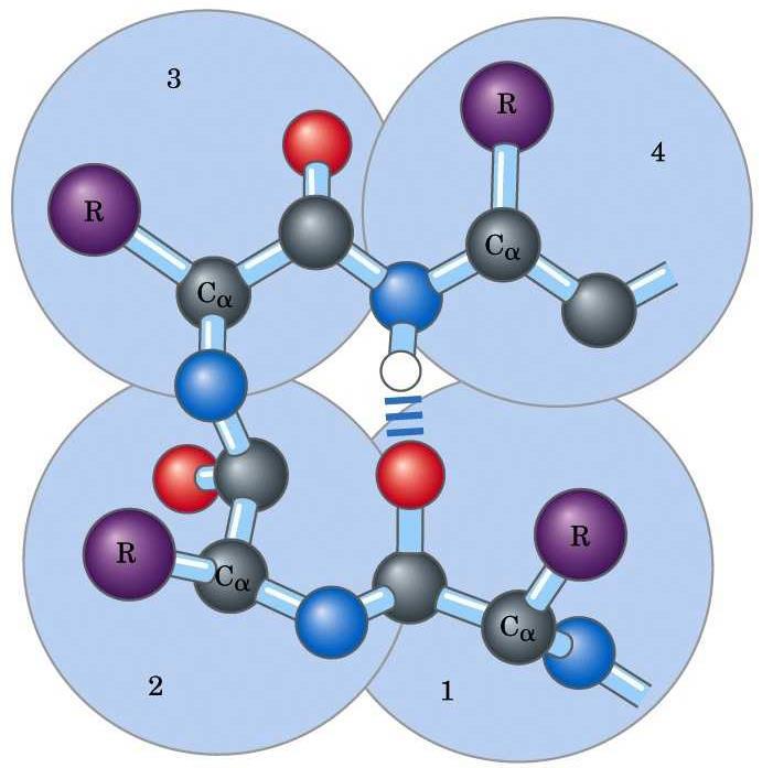 Envolvem 4 resíduos de aminoácidos Apenas se estabelece ligação de H entre: o grupo C=O do 1º