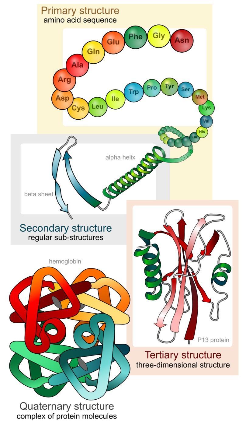 Níveis de Organização Estrutural Proteínas Estrutura Primária Sequência de aa Estrutura Secundária Arranjo espacial local da cadeia polipeptídica