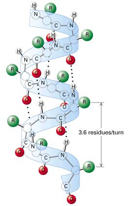 Hélices N-terminal Formas mais abundantes Resíduos consecutivos com os ângulos: de 60º e de 50º Ligações de H entre C=O do resíduo n e o N-H do resíduo n+4 (todos os referidos resíduos envolvidos em