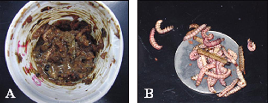 A new baculovirus isolate that... 79 FIGURE 1 Dead larvae of Spodoptera frugiperda after infection with S. frugiperda nucleopolyhedrovirus (SfNPV).