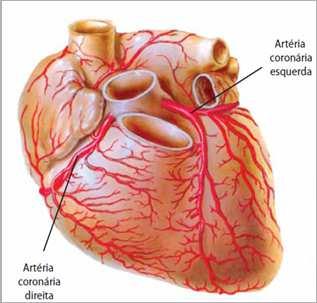 circunflexo) Grande veia cardíaca ( sulco paraconal