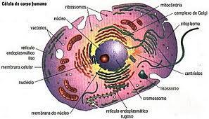 Sistemas