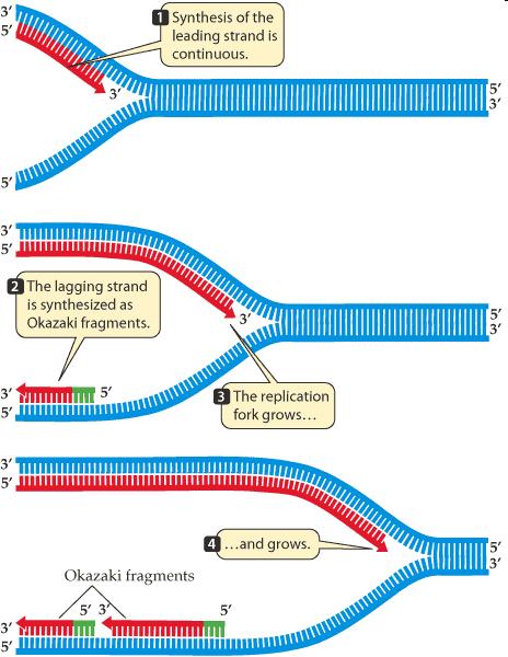 Como as DNA polimerases só sintetizam novas fitas na direção 5-3 e as cadeias do DNA são antiparalelas, a síntese de uma das fitas é
