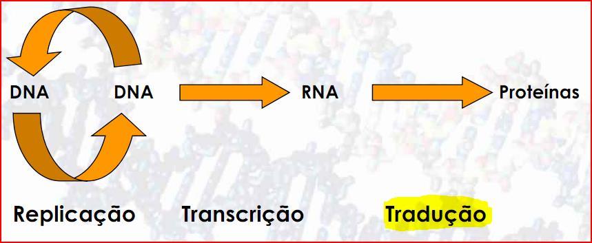 Tradução Como as 4 bases nitrogenadas do RNA podem determinar a