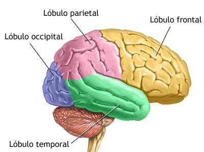 Introdução O cérebro humano tem sdo extensamente estudado, mas anda não somos capazes de entender