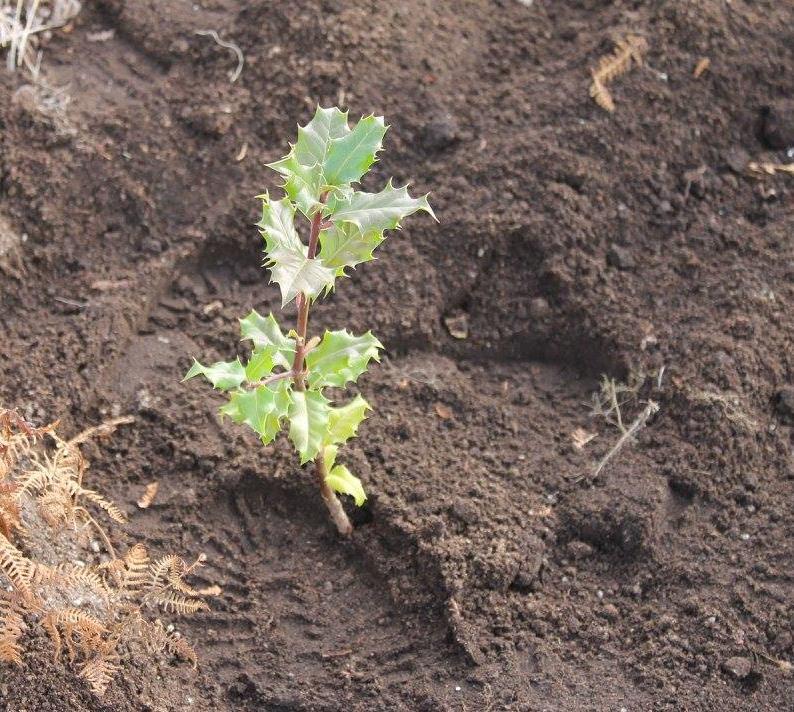 REFLORESTAR A SERRA DE SANTA HELENA PLANTAÇÃO DE ÁRVORES AUTÓCTONES O projeto Plantar a Serra de Sta.