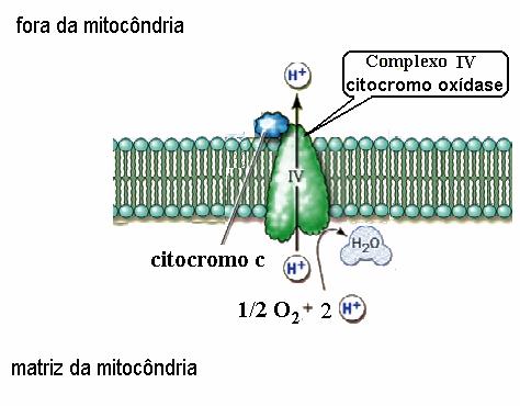 ... de facto, a oxídase do citocromo c é, simultaneamente, uma enzima (uma oxi-redútase) e um transportador de protões que são bombeados para fora da mitocôndria: O trajecto dos electrões desde