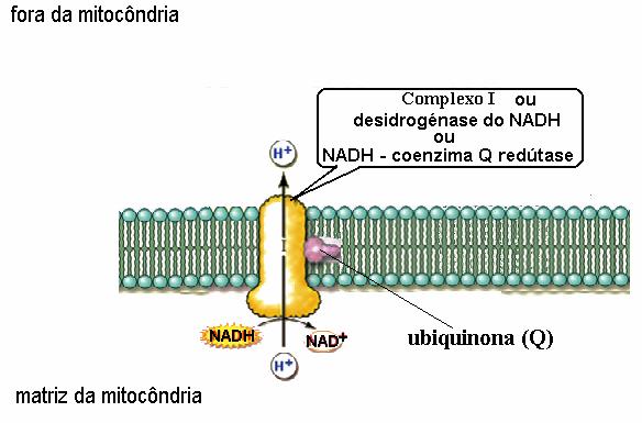 ... de facto, a desidrogénase do NADH é, simultaneamente, uma enzima (uma oxi-redútase) e um transportador de protões que são bombeados para fora da mitocôndria: NADH + H + + Q + 4 H +