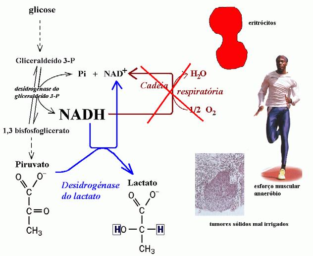 55 56 Semi-equação de redução piruvato + +2 H + lactato