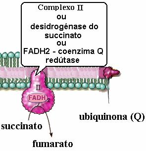 α-cetoglutarato fumarato succinil-coa fumarato succinil-coa No processo intervêm 3 enzimas que se situam na membrana interna da mitocôndria: 2e- 1º-Desidrogénase do succinato: oxida succinato