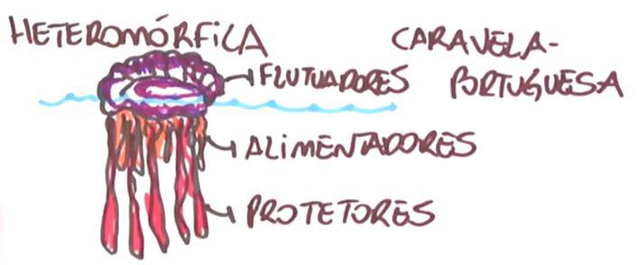 INTRAESPECÍFICAS HARMÔNICAS: Sociedade: cooperação entre indivíduos da mesma espécie com divisão de trabalho (anatomicamente diferentes separados).