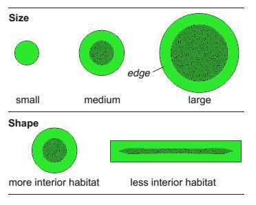 3. Principais teorias e mecanismos sobre como perda de habitat afeta a biodiversidade Efeitos de borda abioticos mudanças em e.