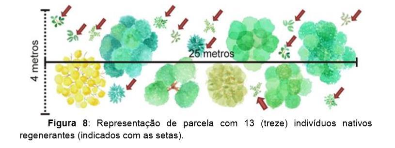 Indicador: densidade de regenerantes Contar em cada parcela o n de plantas lenhosas