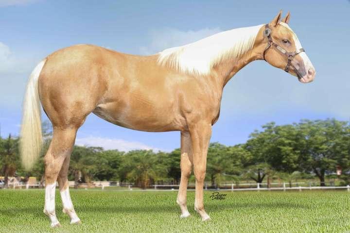 Lote 01 Wimpy Little Jazz Femea B.Amarilho 01/08/2017 Prop: Haras Terra Roxa A Little Spring Step X Waive Jazz EO (Dual Jazz) MARAVILHOSA POTRA BAIO AMARILHO.