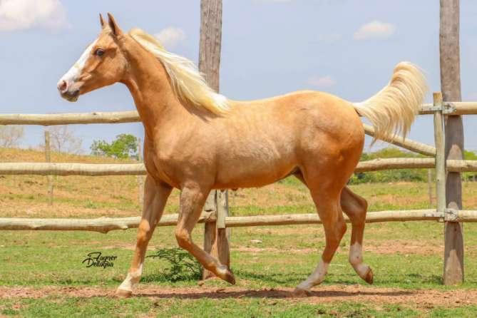 Lote 23 Shinic Melodys Macho Baio Amarilho 13/10/2017 Prop: RANCHO SAO GABRIEL Shine N Shoot X Minie Melody Dunit (Reminic N Dunit) SEU PAI SHINE N SHOOT É FILHO DE SHINING SPARK: U$ 62.674,00.