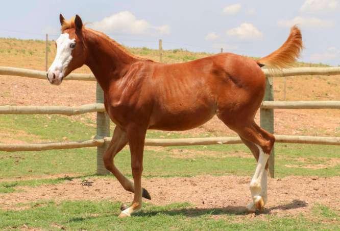 Lote 24 Whiz N Dollar Chex Femea Alazao 13/10/2017 Prop: RANCHO SAO GABRIEL Billion Dollar Chex X Annie Whiz Pp (Spin Zone Whiz) SEU PAI BILLION DOLLAR CHEX POSSUI GANHOS DE R$ 26.250,00 PELA ANCR.