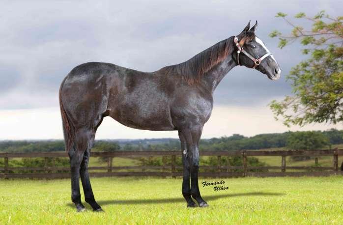 Lote 28 Fishers Flash Macho Zaino 20/10/2017 Prop: HARAS CALUAR Fishers Dash X AtLANTA Times WV (Shady King Times) POTRO ZAINO COM PEDIGREE FANTASTICO!! FILHO DE FISHERS DASH, IMPORTADO, US$123.