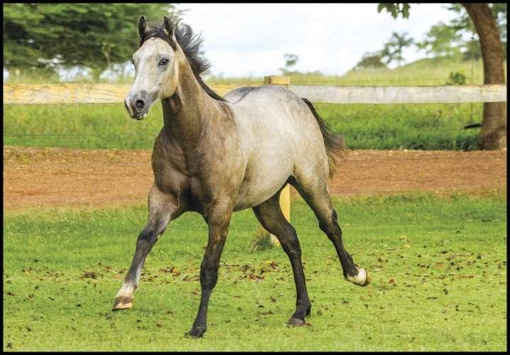 Lote 04 Wimps Zorrero Macho Tordilho 10/07/2017 Prop: Fernanda A. Simone A Little Spring Step X Miss Trouble Zorrero (Spirit Of Caruana) POTRO DE MUITA ÍNDOLE E UMA ESTRUTURA FORMIDÁVEL.