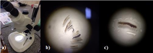 37 Figura 6 a) identificação dos macroinvertebrados e b) e c) alguns exemplos de macroinvertebrados encontrados. Fonte: Elaborado pela autora, 2017.