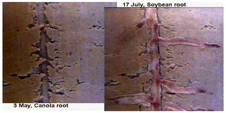 31 Figura 1 - Canal de desenvolvimento de raíz de canola (3 de maio - entressafra) serviu como caminho preferencial para o posterior desenvolvimento radicular da soja (17 de julho, safra), cultivada