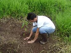 vegetal no entorno das nascentes.