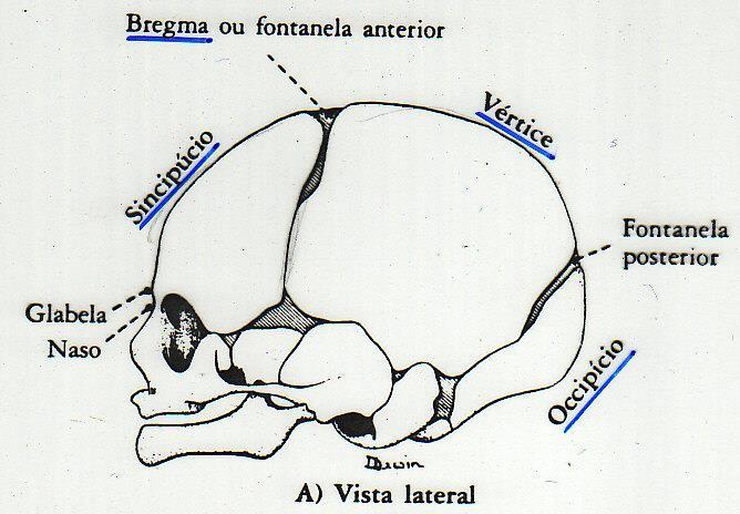 craniana 2 frontais 2