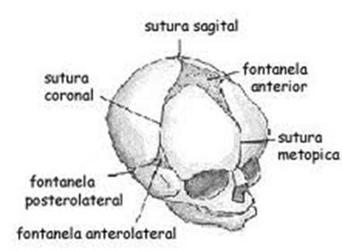 médio-frontal coronária ou fronto-parietal