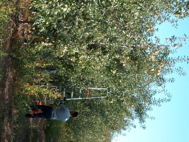 Figura 4- Colheita e pesagem da produção das macieiras da variedade Golden.