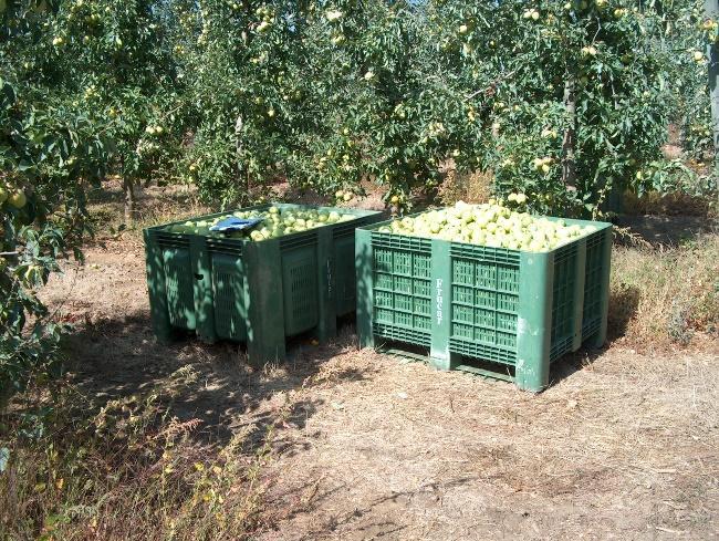 Figura 12- Quantidade de fruta colhida nas árvores dos ensaios, na variedade Golden (calibre da fruta colhida).