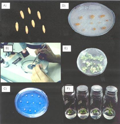 Embriogênese somática e regeneração de plantas 125 soura, cinco dias após a infecção dos embriões.