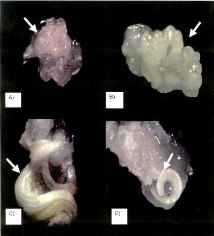 128 C. R. C. Lamb et al. regenerantes a partir de embriões imaturos, em aveia.