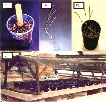 Embriogênese somática e regeneração de plantas 129 Tabela 3.