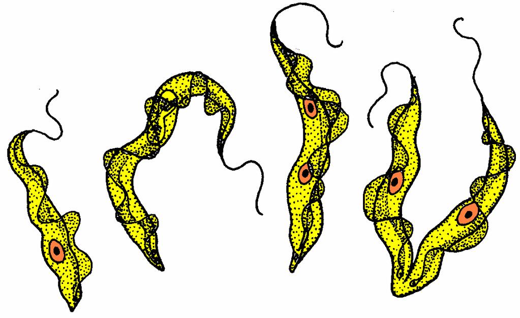 Mastigophora Apresentam flagelos locomoção, alimentação ou sensitivos Alguns são parasitas
