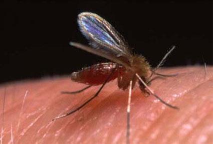 Lutzomyia (mosquito-palha,