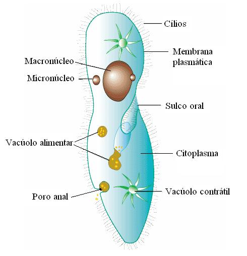 Estrutura Membrana Plasmática Citoplasma